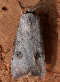 Green Cutworm
